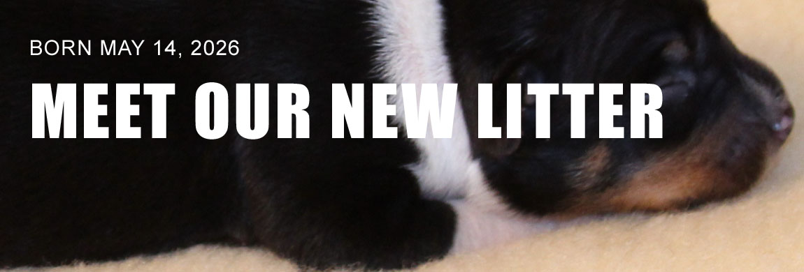 Meet ur New Litter